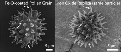 Magnetic Pollen Particles